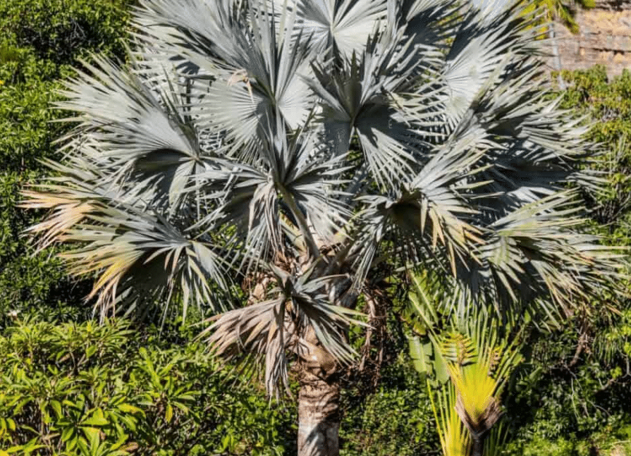 commercial bismarckia palm